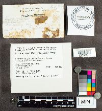 Thumbnail image of current specimen