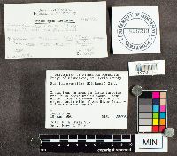 Suillus grevillei image