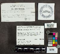 Suillus grevillei image