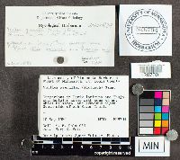 Suillus grevillei image