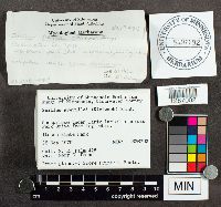 Suillus grevillei image