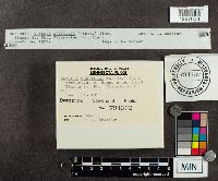 Suillus grevillei image