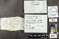 Suillus grevillei image