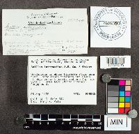 Suillus intermedius image