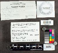 Suillus intermedius image