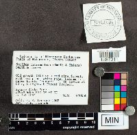 Suillus intermedius image