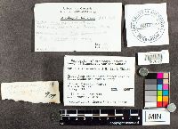 Suillus intermedius image