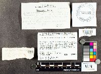 Suillus intermedius image