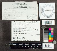 Suillus intermedius image