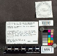 Suillus intermedius image