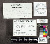 Suillus intermedius image