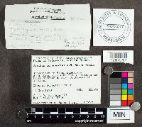 Suillus intermedius image