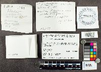 Suillus intermedius image