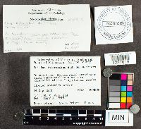 Suillus intermedius image