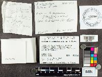 Suillus intermedius image