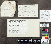 Suillus intermedius image