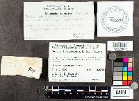 Suillus intermedius image