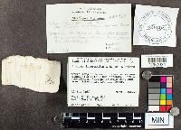 Suillus intermedius image