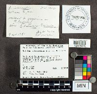 Suillus intermedius image