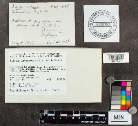 Suillus intermedius image