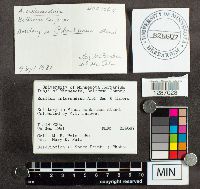 Suillus intermedius image