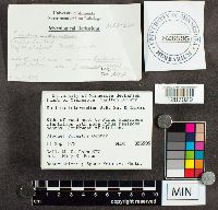 Suillus intermedius image