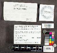 Suillus intermedius image