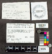 Suillus intermedius image