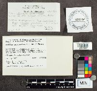 Suillus intermedius image