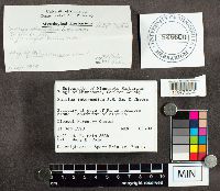 Suillus intermedius image