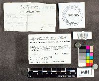 Suillus intermedius image