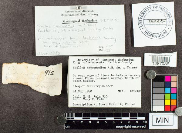 Suillus intermedius image