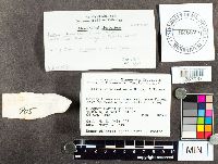 Suillus intermedius image