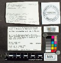 Suillus intermedius image