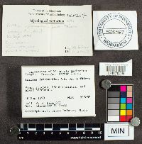 Suillus intermedius image