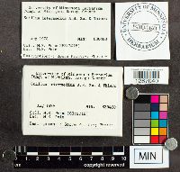 Suillus intermedius image