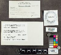 Suillus intermedius image