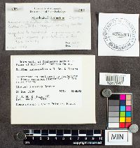 Suillus intermedius image