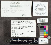 Suillus intermedius image