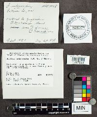 Suillus intermedius image