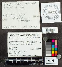 Suillus intermedius image