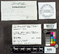 Suillus luteus image