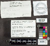 Suillus luteus image