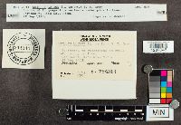 Suillus luteus image