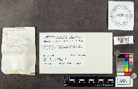 Suillus luteus image