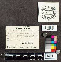 Suillus luteus image