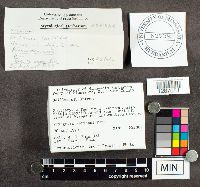 Suillus luteus image