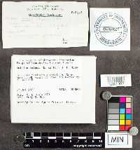 Suillus luteus image