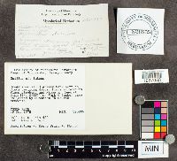 Suillus luteus image