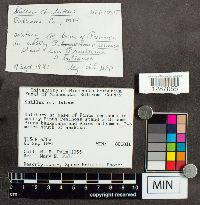 Suillus luteus image